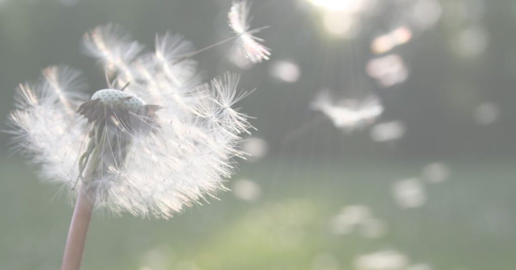 Pusteblume im Wind – Symbol für achtsames Ziele setzen ohne Druck